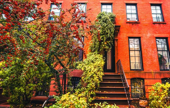 Picture autumn, bike, tree, New York, Brooklyn, the sidewalk, United States, brown