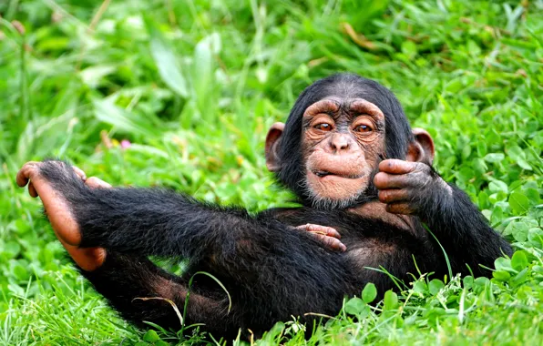 BACKGROUND, GRASS, GREENS, WOOL, BLACK, MONKEY, VEGETATION, GREEN