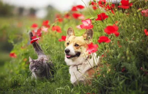 Language, cat, summer, cat, look, flowers, grey, Maki