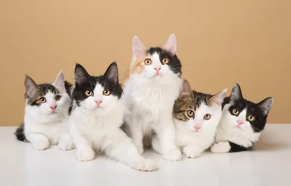 Cat, cat, look, pose, face