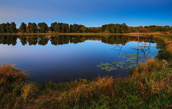 Autumn, forest, reflection, blue, shore, pond, dry grass
