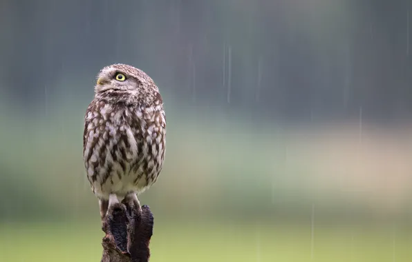 Nature, owl, bird