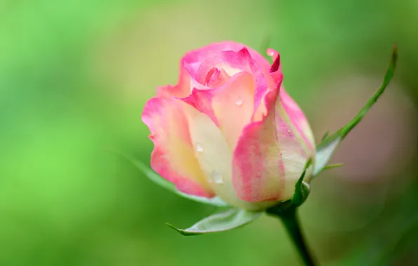 Picture drops, macro, Rosa, rose, petals, stem, Bud