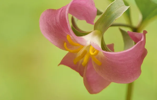 Macro, background, petals, TRILLIUM