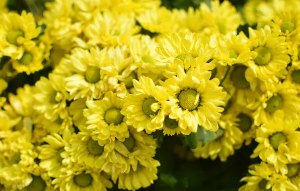 Summer, light, flowers, Bush, yellow, garden, chrysanthemum, a lot