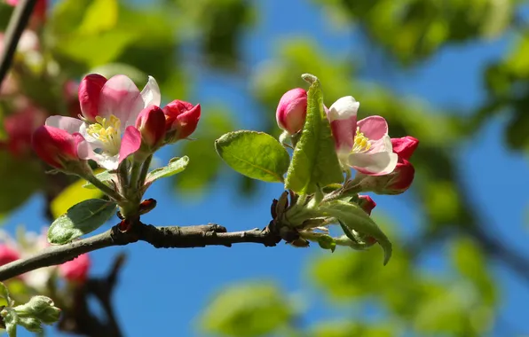 Spring, twig, blooming