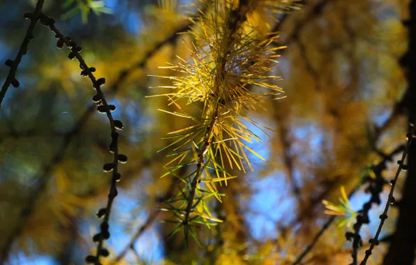 Tree, pine, twig