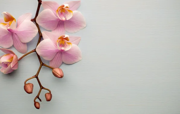 Picture flowers, pink, an Orchid branch, Tachinska Marina