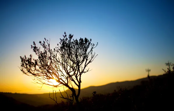 The sky, the sun, light, nature, landscapes, the evening, the bushes, sunset