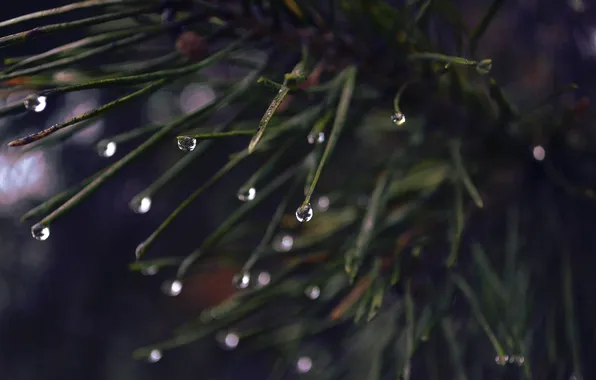 Drops, macro, rain, spruce