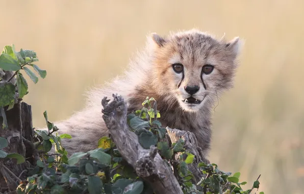 Picture cat, face, leaves, Cheetah, cub, kitty