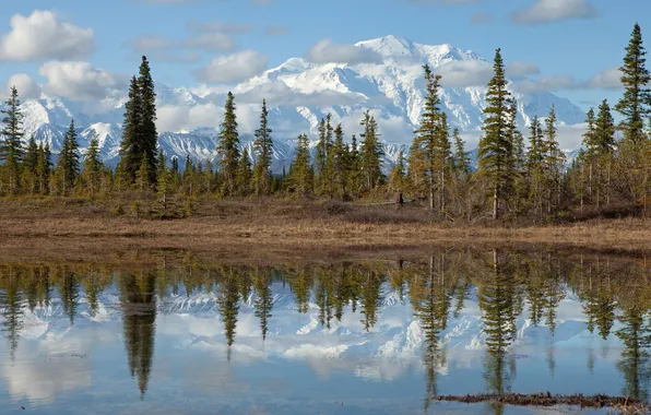 Forest, mountains, lake, National Park, Grand Teton
