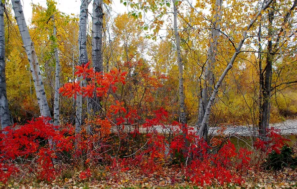 Autumn, forest, leaves, trees, the bushes, the crimson