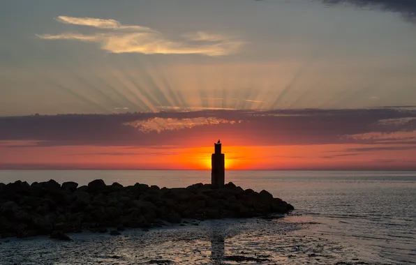 Sea, landscape, sunset, bird