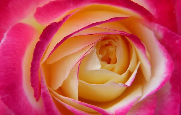 Macro, rose, petals, Bud