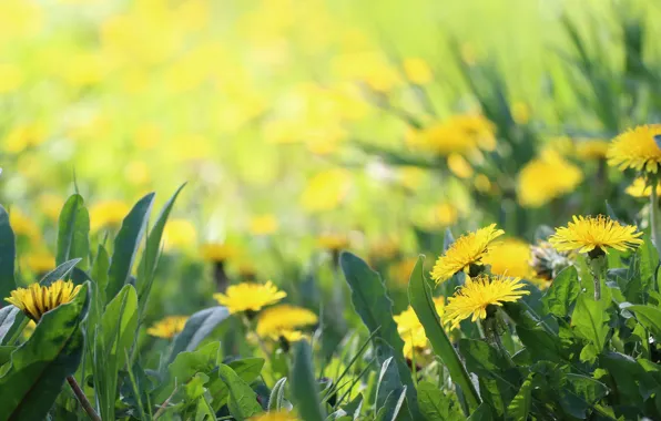 Picture background, spring, weed, dandelions