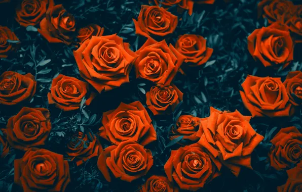Flowers, roses, flowers, roses, Garden