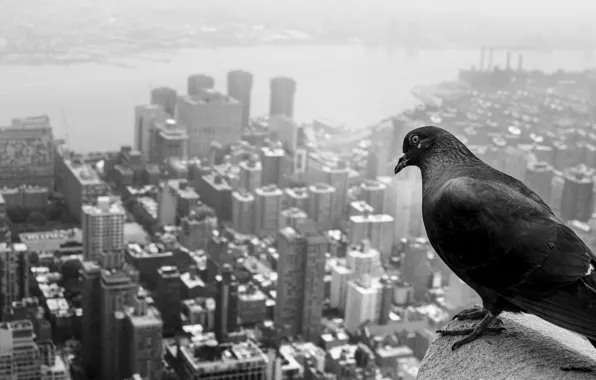 Picture the city, river, bird, height, pigeons