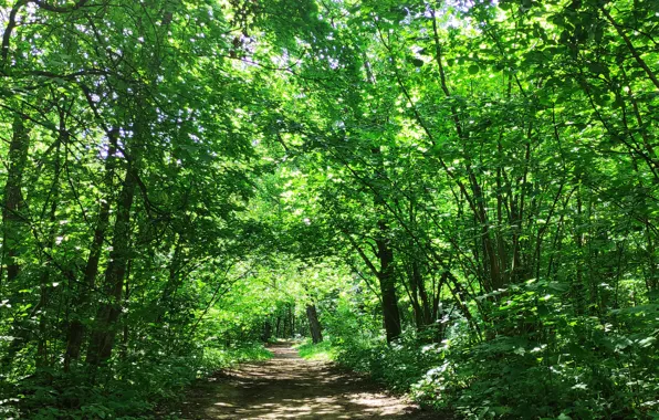 Forest, summer, grass, leaves, the sun, trees, August, grove