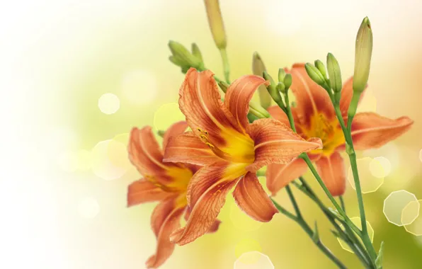 Picture close-up, glare, background, stems, Lily, blur, buds