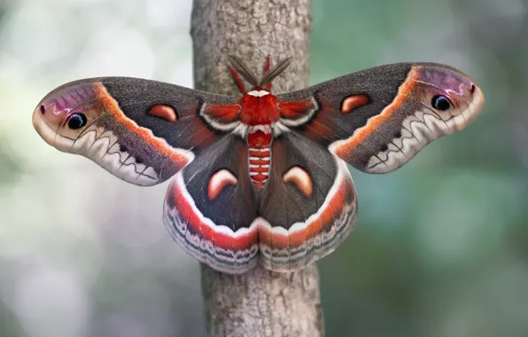 Macro, tree, pattern, butterfly, wings, Emperor moth
