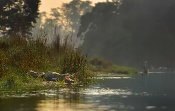 River, crocodile, Nepal, Chitwan national Park