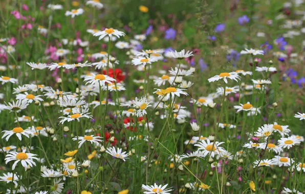 Picture field, grass, flowers, chamomile, meadow