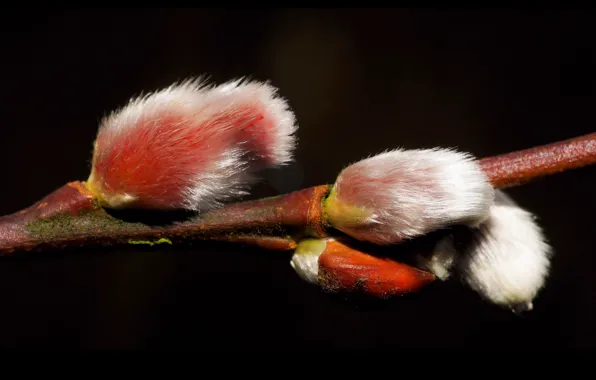 Picture branch, fluffy, black background, kidney, Verba