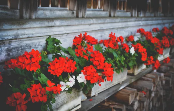 Picture flowers, house, Windows, plants, wood