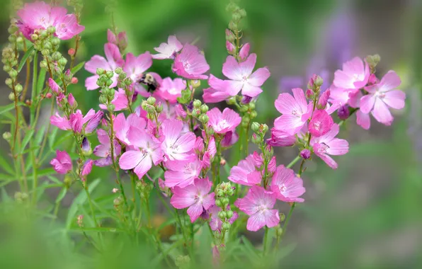 Summer, flowers, petals, meadow