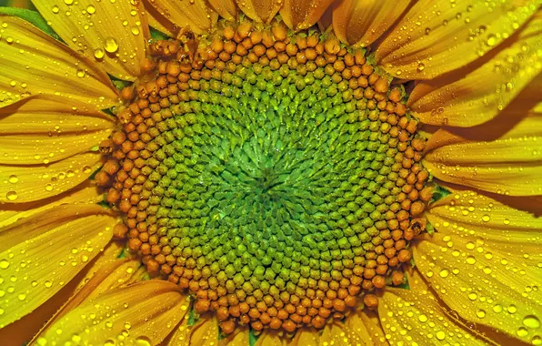 Picture drops, petals, sunflower