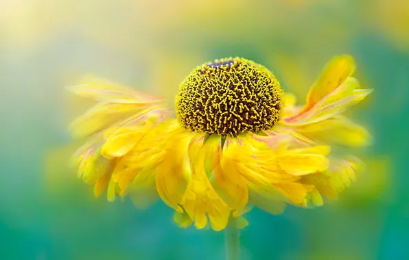 Flower, macro, yellow, treatment, green background, bokeh, gaylardiya