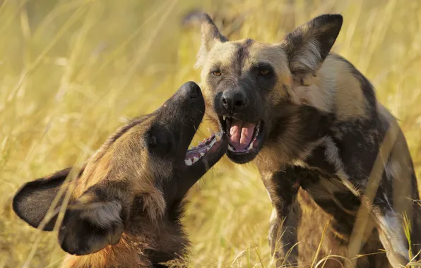 Look, face, pose, two, portrait, mouth, pair, hyena