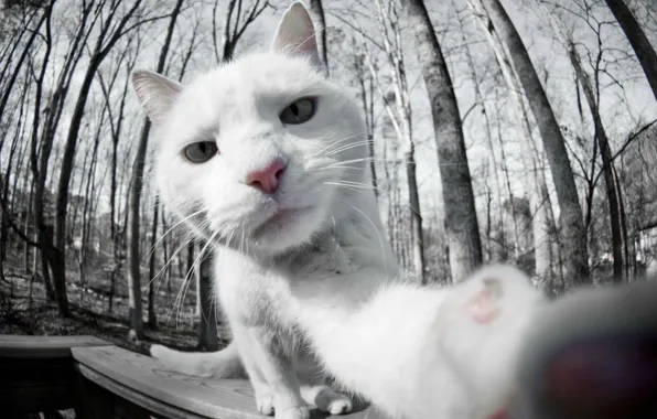 White, cat, photo, white, cat, selfie, on camera