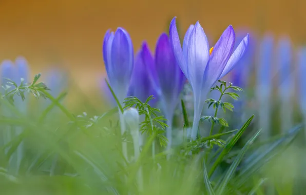 Picture grass, macro, crocuses, bokeh, saffron