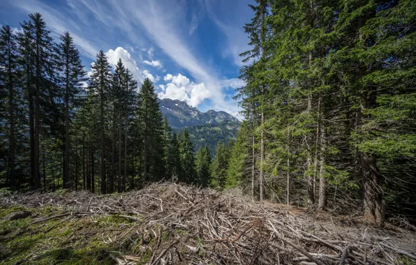 Forest, mountains, branches, ate, deadwood