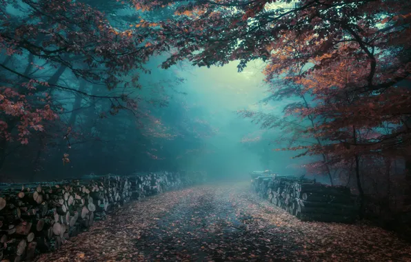 Picture road, autumn, forest, fog, foliage, morning, haze, log