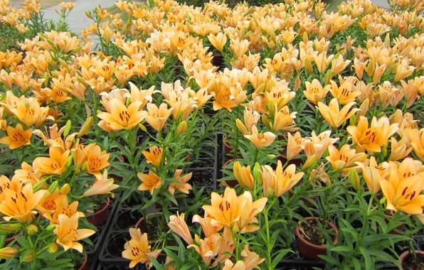 Lily, petals, greenhouse