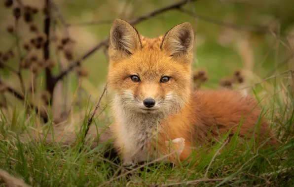 Picture grass, look, face, portrait, Fox, Fox