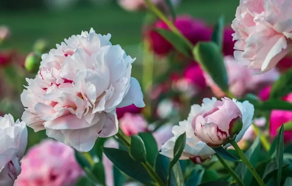 Picture spring, flowerbed, peonies