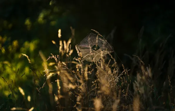 Summer, grass, light, nature, web, spider, spikelets, bokeh
