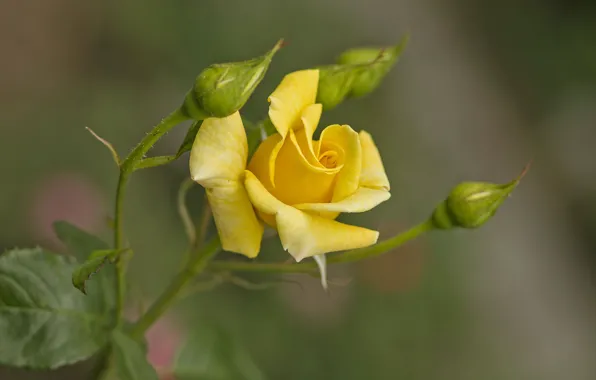 Wallpaper roses, buds, the bushes, yellow