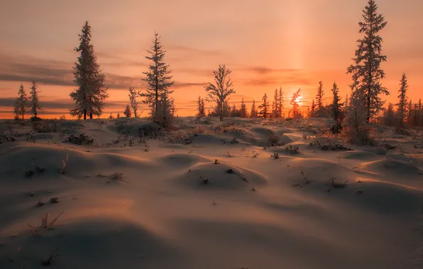 Picture the sun, snow, trees, sunset, tree, the snow