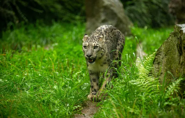 Greens, grass, stones, glade, mouth, IRBIS, snow leopard, walk