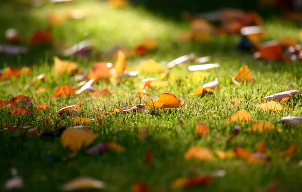 Picture autumn, grass, leaves, lawn, fall