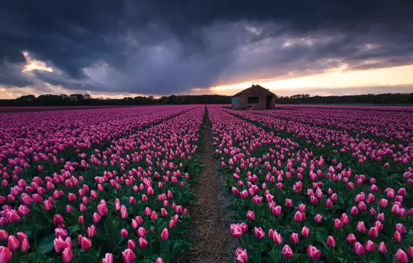 Field, flowers, clouds, spring, tulips, house, pink, buds