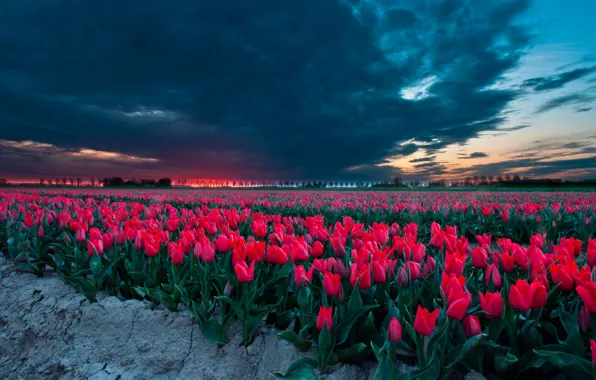 Field, the sky, trees, sunset, flowers, clouds, spring, dal