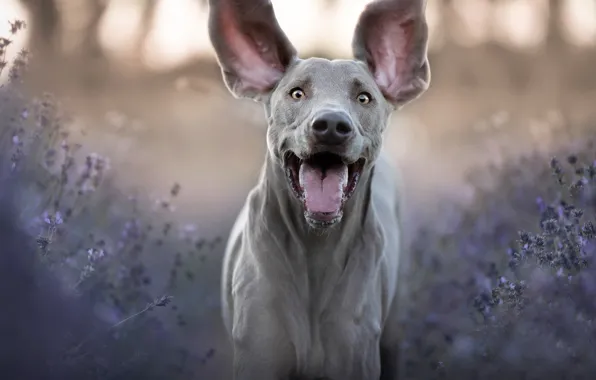 Picture face, joy, mood, dog, ears, lavender, The Weimaraner, Weimar pointer