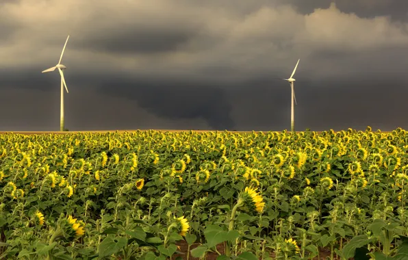 The storm, field, the sky, light, sunflowers, landscape, flowers, clouds