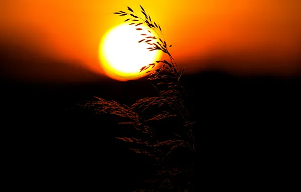 Picture grass, the sun, sunset, plant, silhouette